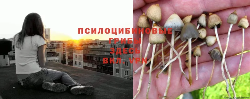 Псилоцибиновые грибы MAGIC MUSHROOMS  Адыгейск 